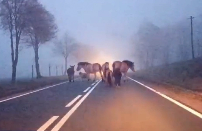 Konie, kucyki i osioł na drodze